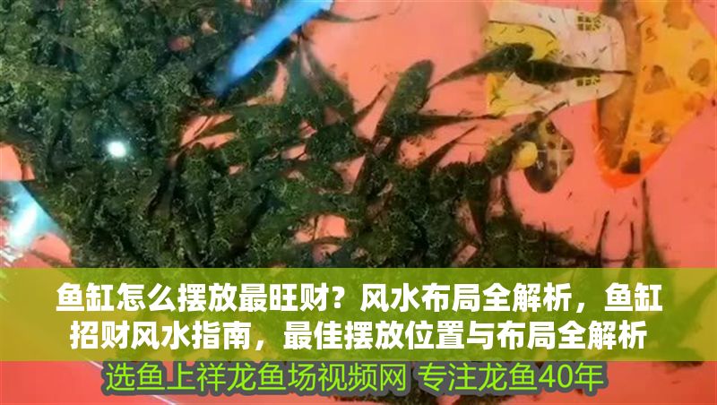 魚缸怎么擺放最旺財？風水布局全解析，魚缸招財風水指南，最佳擺放位置與布局全解析