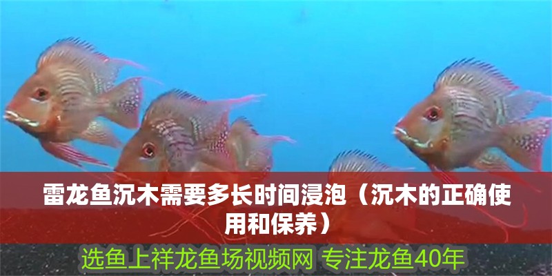 雷龍魚沉木需要多長時間浸泡（沉木的正確使用和保養）