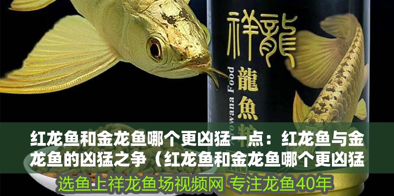 紅龍魚和金龍魚哪個(gè)更兇猛一點(diǎn)：紅龍魚與金龍魚的兇猛之爭(zhēng)（紅龍魚和金龍魚哪個(gè)更兇猛呢？）