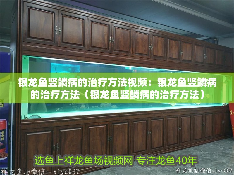 銀龍魚豎鱗病的治療方法視頻：銀龍魚豎鱗病的治療方法（銀龍魚豎鱗病的治療方法） 銀龍魚豎鱗病的治療方法視頻：銀龍魚豎鱗病的治療方法（銀龍魚豎鱗病的治療方法） 水族問答