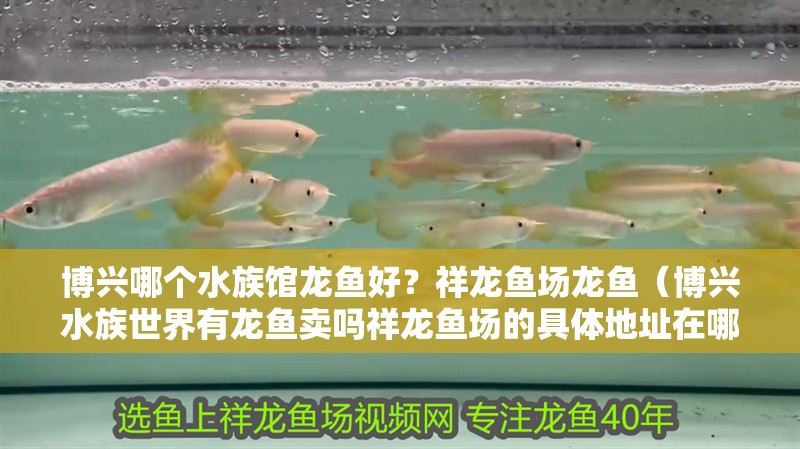 博興哪個(gè)水族館龍魚好？祥龍魚場(chǎng)龍魚（博興水族世界有龍魚賣嗎祥龍魚場(chǎng)的具體地址在哪里）