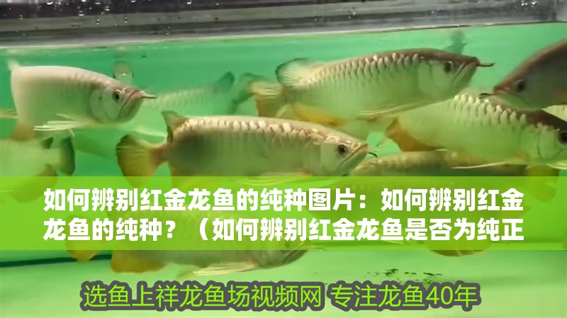 如何辨別紅金龍魚的純種圖片：如何辨別紅金龍魚的純種？（如何辨別紅金龍魚是否為純正的紅金龍魚的純種狀態） 如何辨別紅金龍魚的純種圖片：如何辨別紅金龍魚的純種？（如何辨別紅金龍魚是否為純正的紅金龍魚的純種狀態） 水族問答