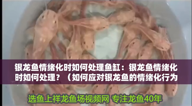 銀龍魚情緒化時如何處理魚缸：銀龍魚情緒化時如何處理？（如何應對銀龍魚的情緒化行為）