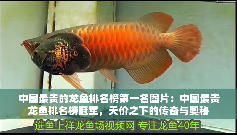中國最貴的龍魚排名榜第一名圖片：中國最貴龍魚排名榜冠軍，天價之下的傳奇與奧秘