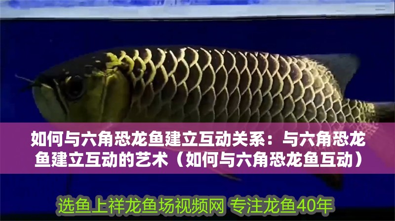 如何與六角恐龍魚建立互動關系：與六角恐龍魚建立互動的藝術（如何與六角恐龍魚互動）