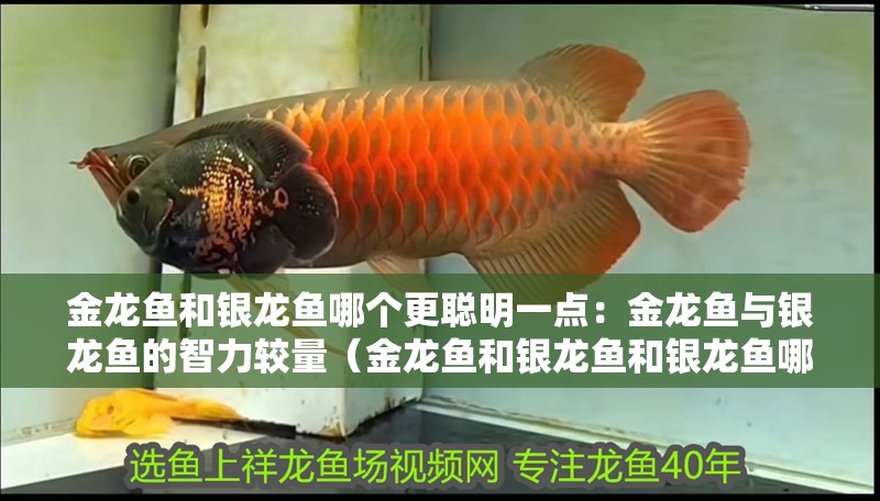 金龍魚和銀龍魚哪個更聰明一點：金龍魚與銀龍魚的智力較量（金龍魚和銀龍魚和銀龍魚哪個更聰明）