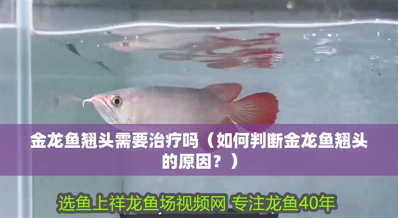 金龍魚翹頭需要治療嗎（如何判斷金龍魚翹頭的原因？）