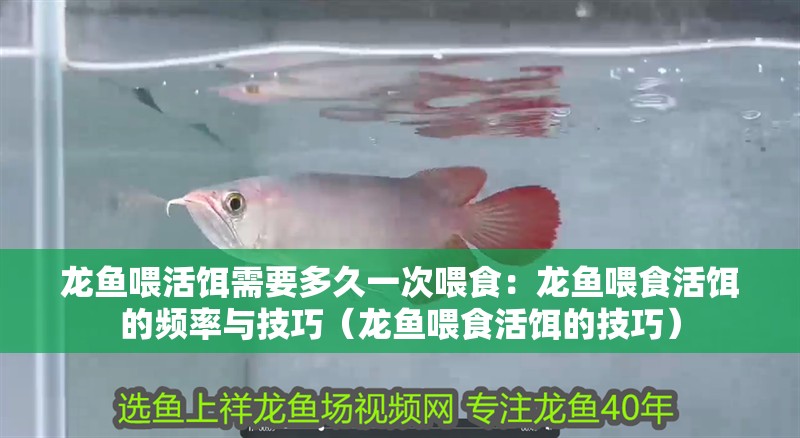 龍魚喂活餌需要多久一次喂食：龍魚喂食活餌的頻率與技巧（龍魚喂食活餌的技巧）