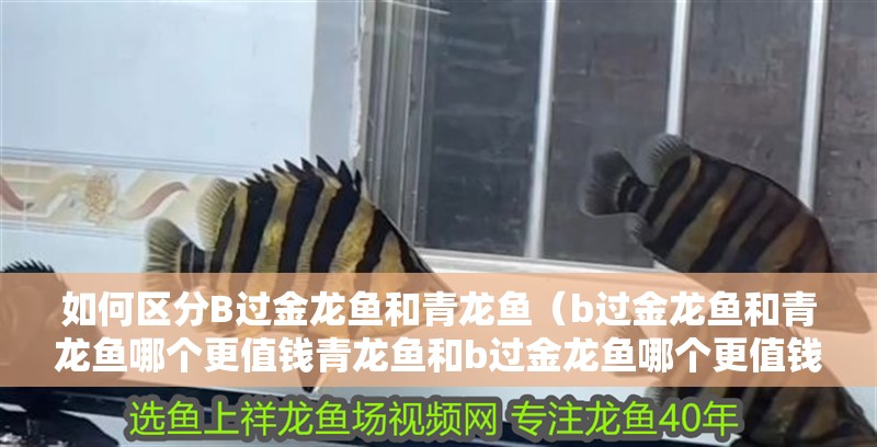 如何區分B過金龍魚和青龍魚（b過金龍魚和青龍魚哪個更值錢青龍魚和b過金龍魚哪個更值錢） 如何區分B過金龍魚和青龍魚（b過金龍魚和青龍魚哪個更值錢青龍魚和b過金龍魚哪個更值錢） 龍魚百科