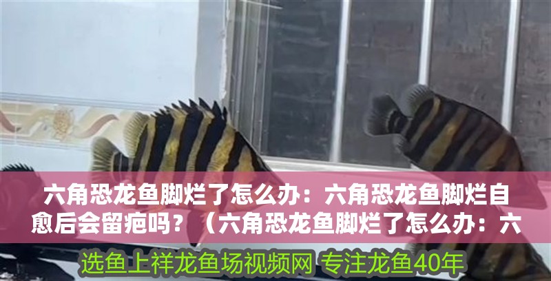 六角恐龍魚腳爛了怎么辦：六角恐龍魚腳爛自愈后會留疤嗎？（六角恐龍魚腳爛了怎么辦：六角恐龍魚腳爛了會留下疤痕嗎）