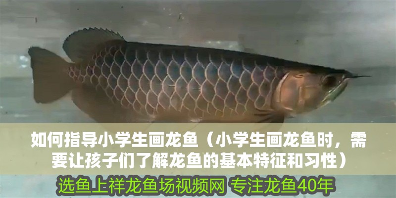 如何指導(dǎo)小學(xué)生畫龍魚（小學(xué)生畫龍魚時，需要讓孩子們了解龍魚的基本特征和習(xí)性）