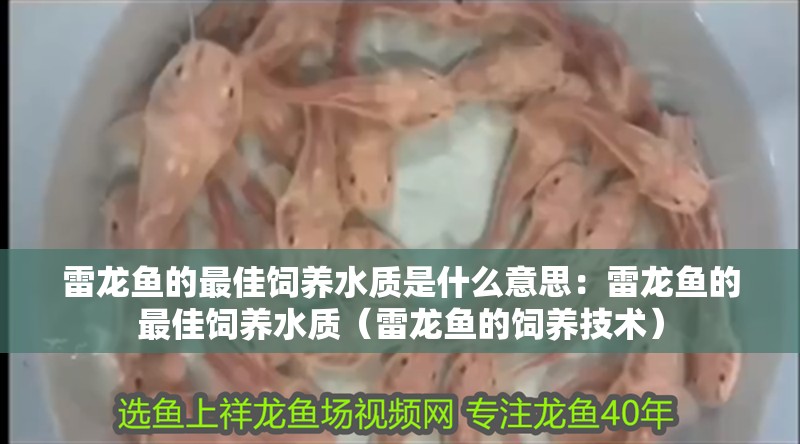 雷龍魚的最佳飼養水質是什么意思：雷龍魚的最佳飼養水質（雷龍魚的飼養技術）