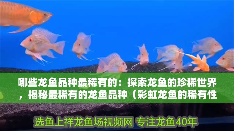 哪些龍魚(yú)品種最稀有的：探索龍魚(yú)的珍稀世界，揭秘最稀有的龍魚(yú)品種（彩虹龍魚(yú)的稀有性在于其稀有性在于其對(duì)光照條件下才能健康生長(zhǎng)）