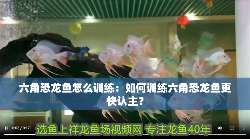 六角恐龍魚怎么訓練：如何訓練六角恐龍魚更快認主？
