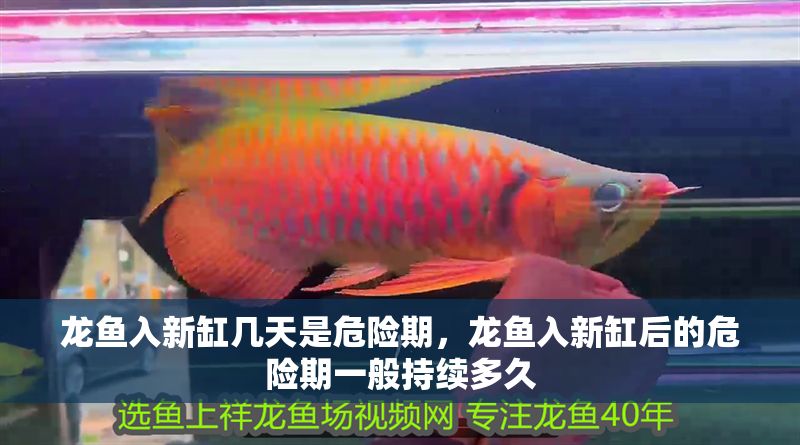 龍魚入新缸幾天是危險期，龍魚入新缸后的危險期一般持續多久