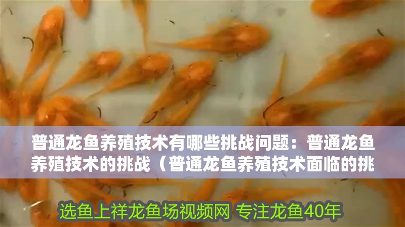 普通龍魚(yú)養(yǎng)殖技術(shù)有哪些挑戰(zhàn)問(wèn)題：普通龍魚(yú)養(yǎng)殖技術(shù)的挑戰(zhàn)（普通龍魚(yú)養(yǎng)殖技術(shù)面臨的挑戰(zhàn)）
