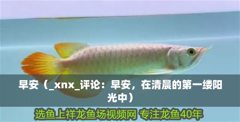 早安（_xnx_評論：早安，在清晨的第一縷陽光中）