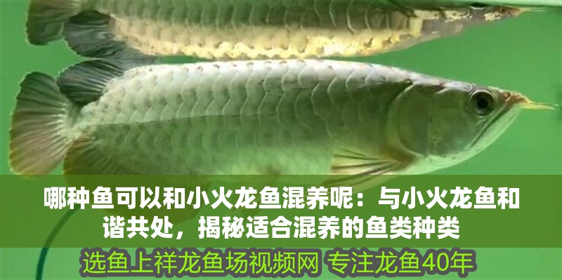 哪種魚可以和小火龍魚混養(yǎng)呢：與小火龍魚和諧共處，揭秘適合混養(yǎng)的魚類種類