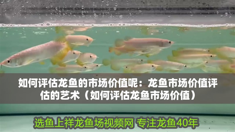 如何評估龍魚的市場價值呢：龍魚市場價值評估的藝術（如何評估龍魚市場價值）