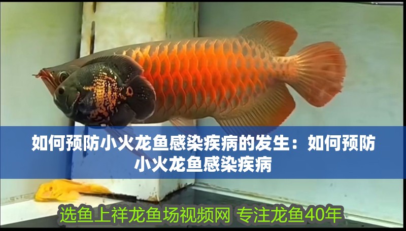 如何預(yù)防小火龍魚感染疾病的發(fā)生：如何預(yù)防小火龍魚感染疾病
