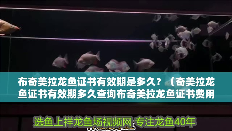 布奇美拉龍魚證書有效期是多久？（奇美拉龍魚證書有效期多久查詢布奇美拉龍魚證書費(fèi)用是多少） 布奇美拉龍魚證書有效期是多久？（奇美拉龍魚證書有效期多久查詢布奇美拉龍魚證書費(fèi)用是多少） 龍魚百科