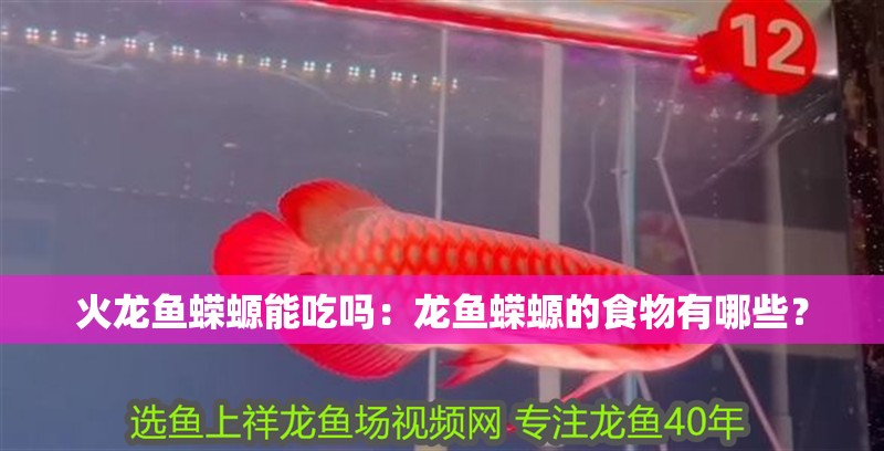 火龍魚蠑螈能吃嗎：龍魚蠑螈的食物有哪些？