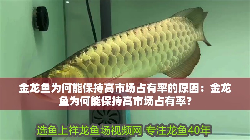 金龍魚為何能保持高市場占有率的原因：金龍魚為何能保持高市場占有率？
