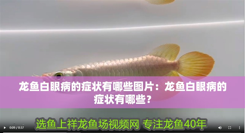 龍魚白眼病的癥狀有哪些圖片：龍魚白眼病的癥狀有哪些？