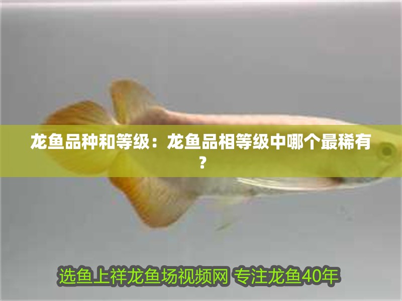 龍魚品種和等級：龍魚品相等級中哪個最稀有？
