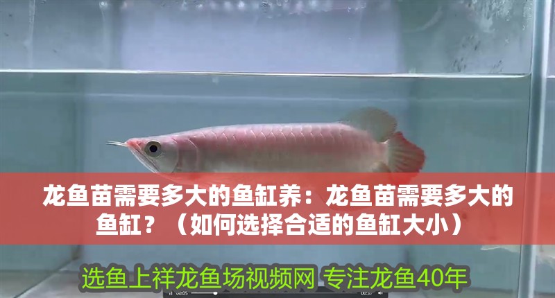 龍魚苗需要多大的魚缸養：龍魚苗需要多大的魚缸？（如何選擇合適的魚缸大小）