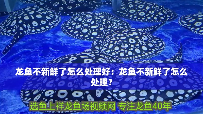 龍魚(yú)不新鮮了怎么處理好：龍魚(yú)不新鮮了怎么處理？