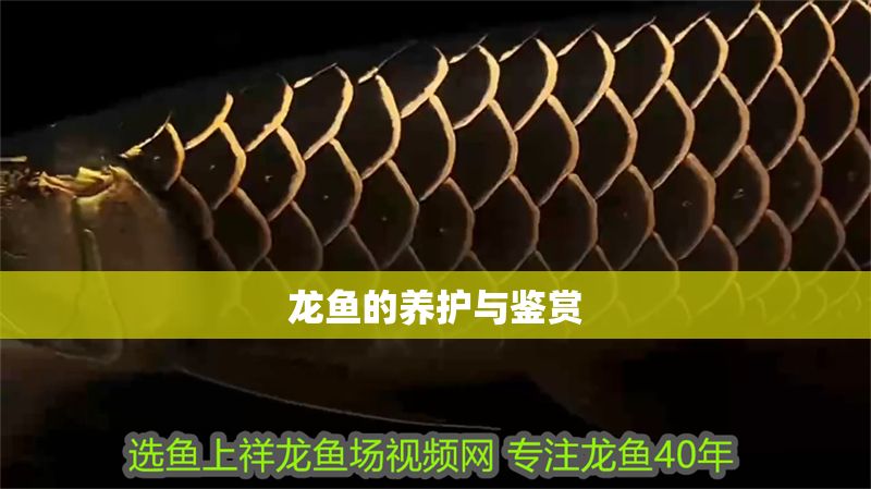 龍魚的養(yǎng)護與鑒賞