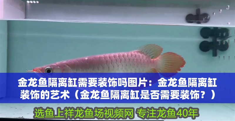 金龍魚隔離缸需要裝飾嗎圖片：金龍魚隔離缸裝飾的藝術（金龍魚隔離缸是否需要裝飾？）