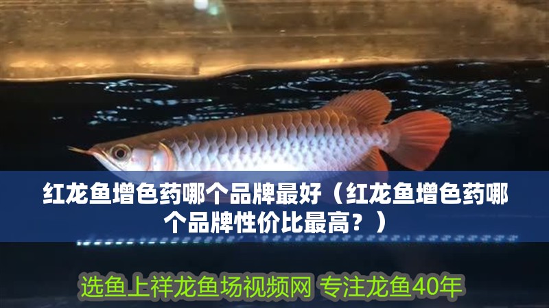 紅龍魚(yú)增色藥哪個(gè)品牌最好（紅龍魚(yú)增色藥哪個(gè)品牌性價(jià)比最高？）