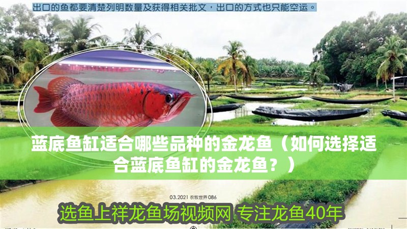 藍底魚缸適合哪些品種的金龍魚（如何選擇適合藍底魚缸的金龍魚？） 藍底魚缸適合哪些品種的金龍魚（如何選擇適合藍底魚缸的金龍魚？） 龍魚百科