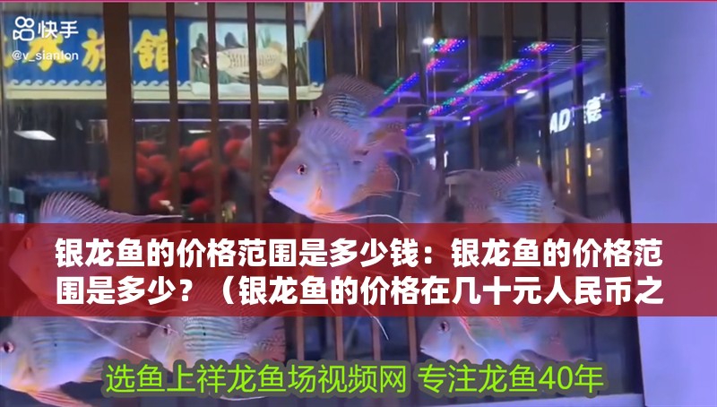 銀龍魚的價格范圍是多少錢：銀龍魚的價格范圍是多少？（銀龍魚的價格在幾十元人民幣之間的價格范圍是多少）