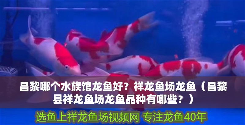 <strong><mark>昌黎</mark></strong>哪個水族館龍魚好？祥龍魚場龍魚（<strong><mark>昌黎</mark></strong>縣祥龍魚場龍魚品種有哪些？）