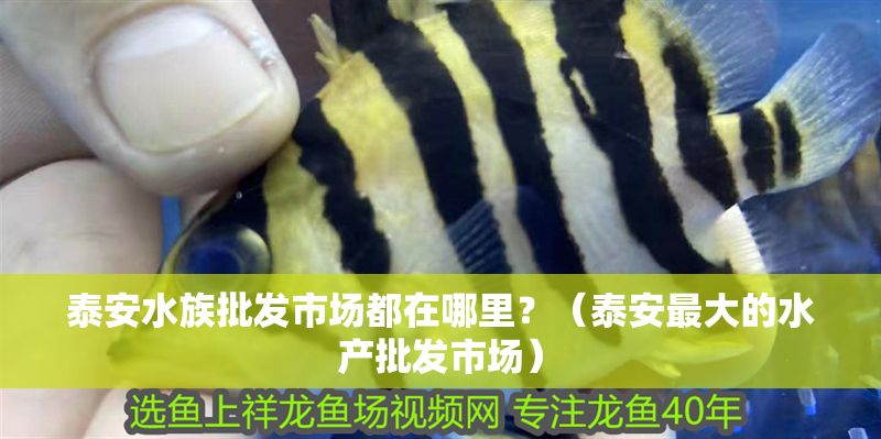 <strong><mark>泰安</mark></strong>水族批發(fā)市場都在哪里？（<strong><mark>泰安</mark></strong>最大的水產(chǎn)批發(fā)市場）