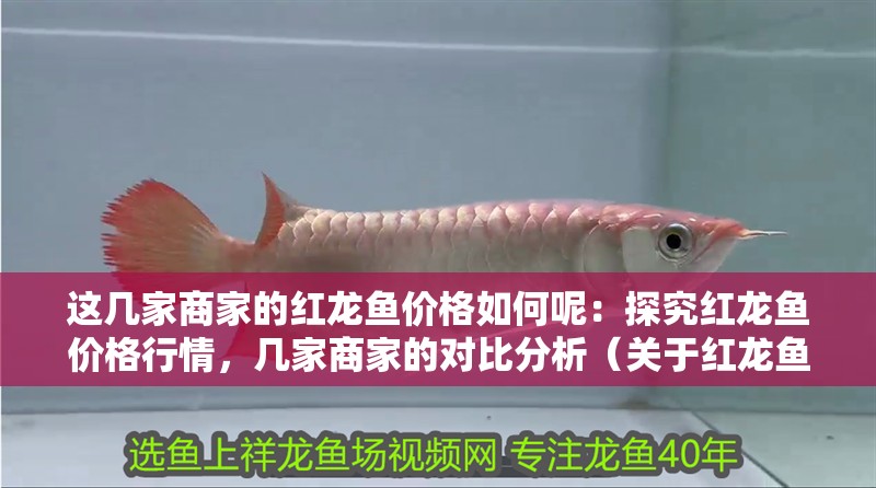 這幾家商家的紅龍魚價(jià)格如何呢：探究紅龍魚價(jià)格行情，幾家商家的對(duì)比分析（關(guān)于紅龍魚的價(jià)格問(wèn)題）