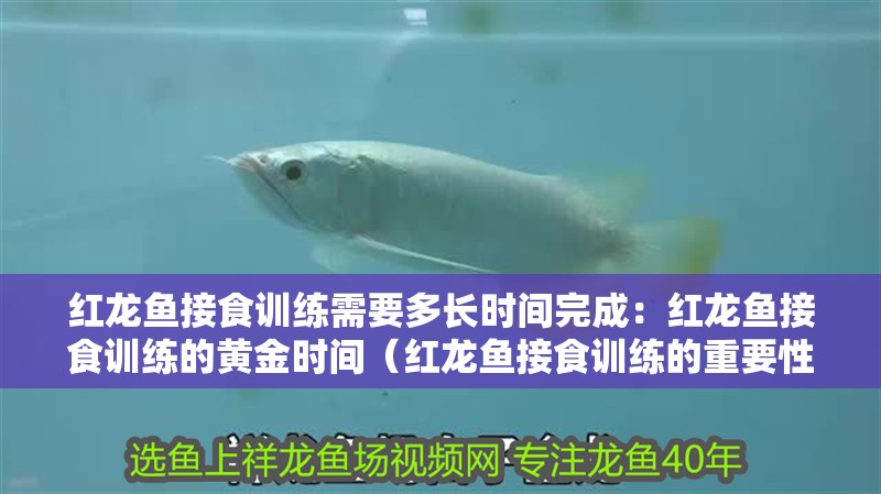 紅龍魚接食訓練需要多長時間完成：紅龍魚接食訓練的黃金時間（紅龍魚接食訓練的重要性）