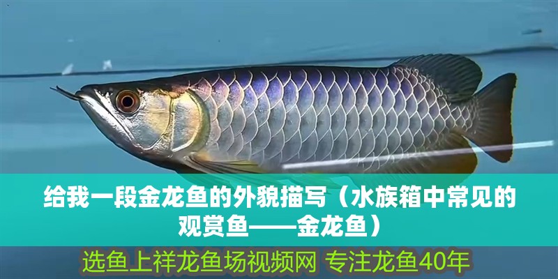 給我一段金龍魚的外貌描寫（水族箱中常見的觀賞魚——金龍魚）