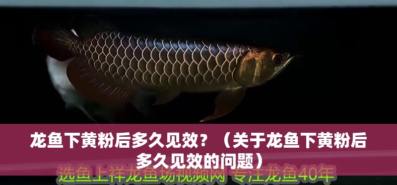 龍魚下黃粉后多久見效？（關于龍魚下黃粉后多久見效的問題）