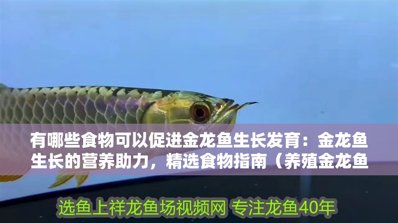 有哪些食物可以促進金龍魚生長發育：金龍魚生長的營養助力，精選食物指南（養殖金龍魚需要注意什么？）