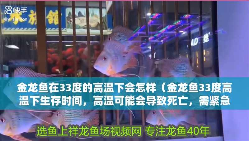 金龍魚在33度的高溫下會怎樣（金龍魚33度高溫下生存時間，高溫可能會導致死亡，需緊急處理）
