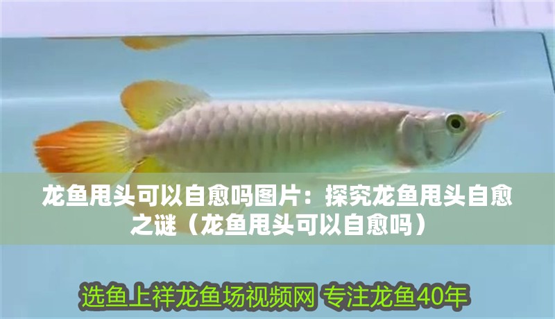 龍魚(yú)甩頭可以自愈嗎圖片：探究龍魚(yú)甩頭自愈之謎（龍魚(yú)甩頭可以自愈嗎）