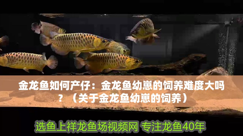 金龍魚如何產仔：金龍魚幼崽的飼養難度大嗎？（關于金龍魚幼崽的飼養）