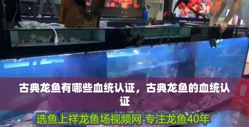 紅龍魚用黃燈烤有用嗎 古典龍魚有哪些血統(tǒng)認(rèn)證,古典龍魚的血統(tǒng)認(rèn)證 龍魚百科 古典龍魚有哪些血統(tǒng)認(rèn)證,古典龍魚的血統(tǒng)認(rèn)證 古典龍魚有哪些血統(tǒng)認(rèn)證,古典龍魚的血統(tǒng)認(rèn)證 龍魚百科