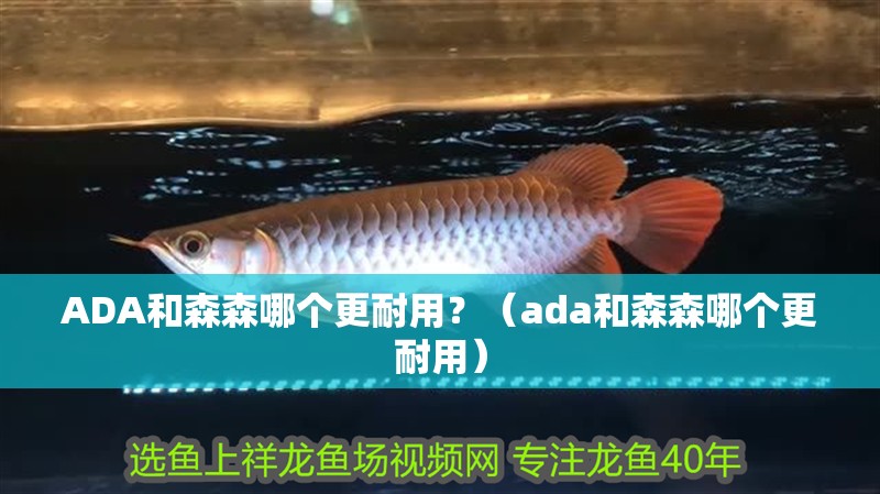 ADA和森森哪個更耐用？（ada和森森哪個更耐用） ADA和森森哪個更耐用？（ada和森森哪個更耐用） 龍魚百科