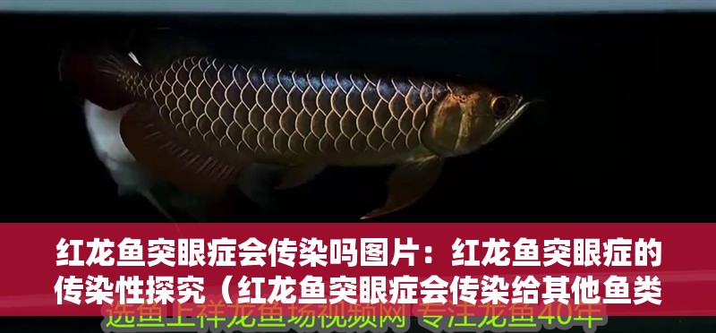紅龍魚突眼癥會傳染嗎圖片：紅龍魚突眼癥的傳染性探究（紅龍魚突眼癥會傳染給其他魚類嗎，紅龍魚突眼癥會傳染給其他魚類） 紅龍魚突眼癥會傳染嗎圖片：紅龍魚突眼癥的傳染性探究（紅龍魚突眼癥會傳染給其他魚類嗎，紅龍魚突眼癥會傳染給其他魚類） 水族問答