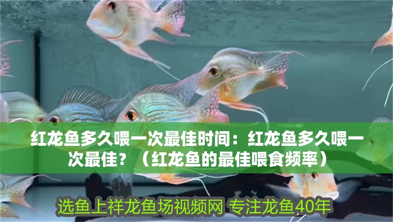 紅龍魚多久喂一次最佳時間：紅龍魚多久喂一次最佳？（紅龍魚的最佳喂食頻率）